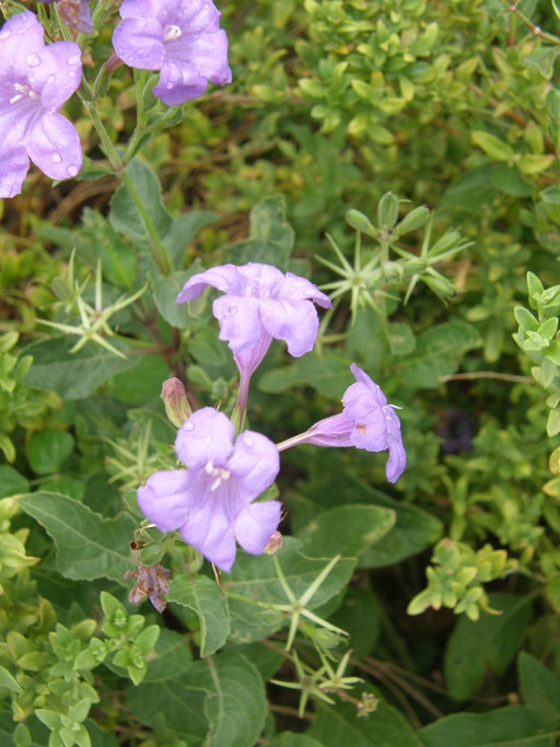 Ruellia nudiflora (Engelm. & Gray) Urban resmi