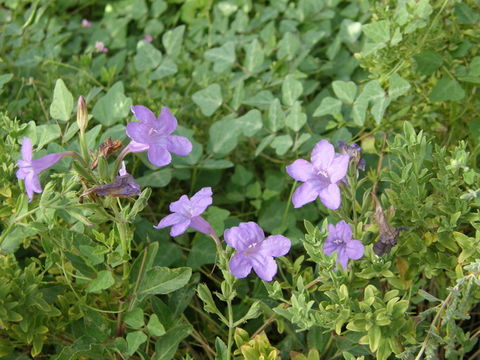 Image of violet wild petunia