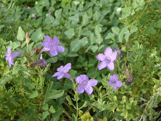 Ruellia nudiflora (Engelm. & Gray) Urban resmi