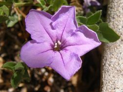 Image of Parry's wild petunia