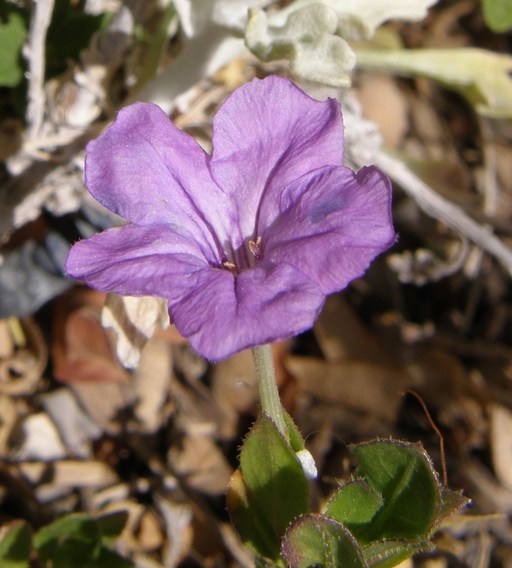 Image of Parry's wild petunia