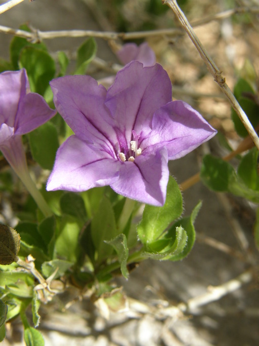 Image of Parry's wild petunia