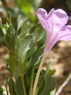 Image of Parry's wild petunia