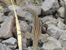 Image of Chihuahuan spotted whiptail