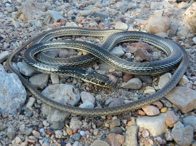 Imagem de <i>Masticophis taeniatus</i>