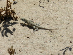 Image of New Mexico Whiptail