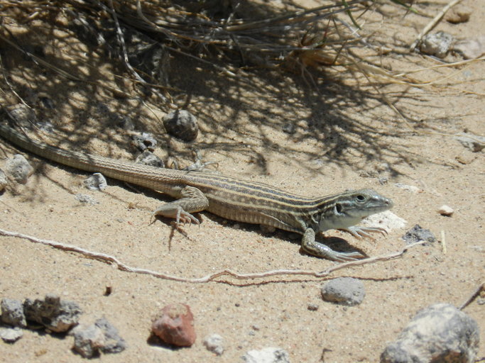 Image of New Mexico Whiptail