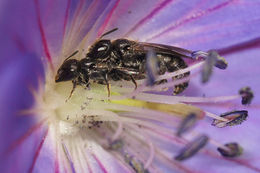 Image of Carpenter bee