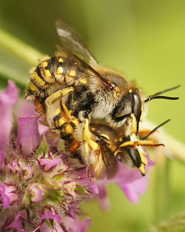 Image of wool-carder bee