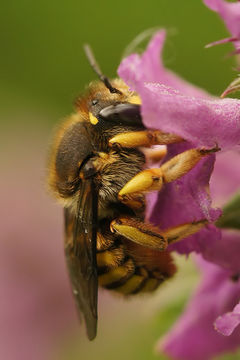 صورة Anthidium manicatum (Linnaeus 1758)