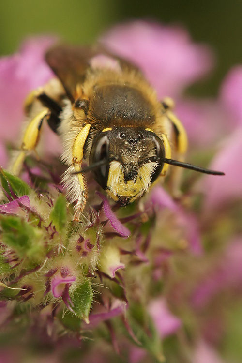 Image of wool-carder bee