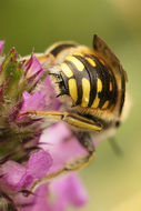 Image of wool-carder bee