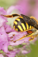 Image of wool-carder bee