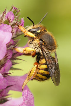 Image of wool-carder bee