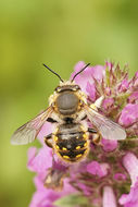 Image of wool-carder bee