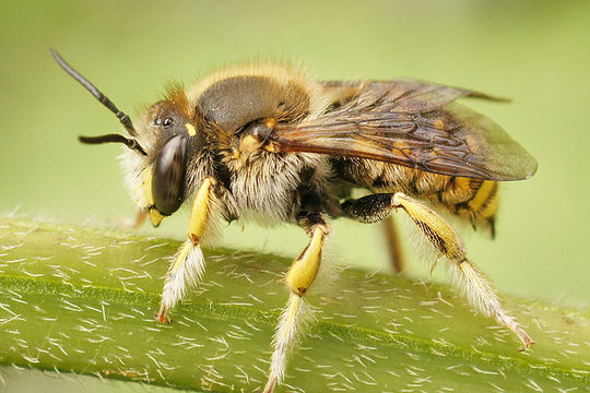 صورة Anthidium manicatum (Linnaeus 1758)