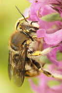 Image of wool-carder bee