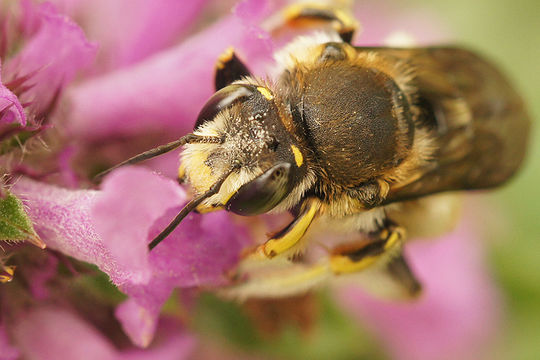 صورة Anthidium manicatum (Linnaeus 1758)