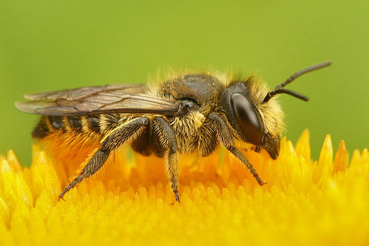 Image of Megachile leaf-cutter bee