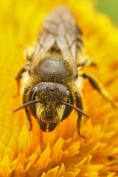 Image of Megachile leaf-cutter bee