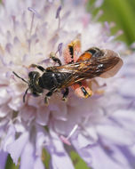 Image of Andrena hattorfiana (Fabricius 1775)