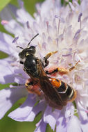 Image of Andrena hattorfiana (Fabricius 1775)