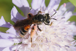 Image of Andrena hattorfiana (Fabricius 1775)