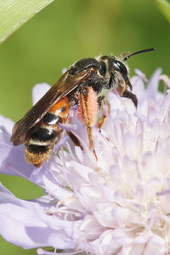 Image of Andrena hattorfiana (Fabricius 1775)