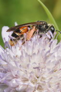 Image of Andrena hattorfiana (Fabricius 1775)