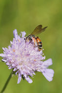 Image of Andrena hattorfiana (Fabricius 1775)