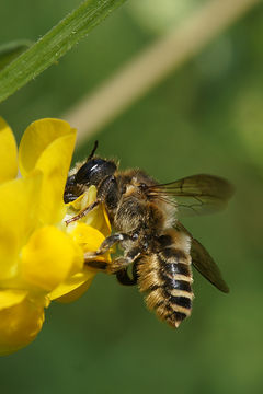 Image of Bee