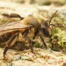 Image of Andrena florea Fabricius 1793