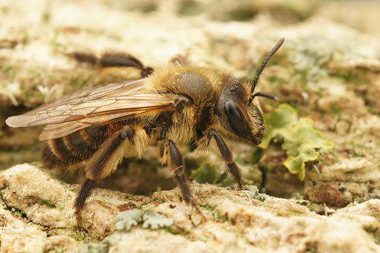 Andrena florea Fabricius 1793 resmi