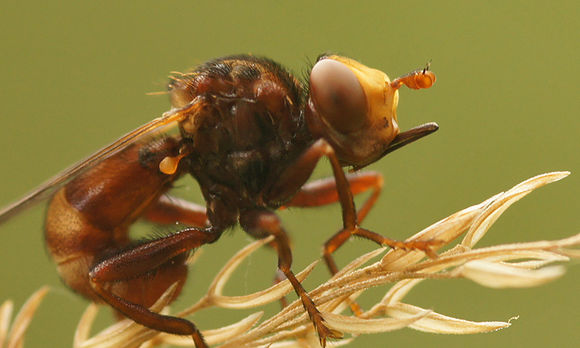 Image de Sicus ferrugineus (Linnaeus 1761)