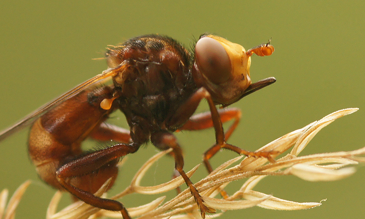 Image of Sicus ferrugineus (Linnaeus 1761)