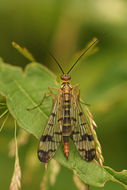 Image of Panorpa cognata Rambur 1842