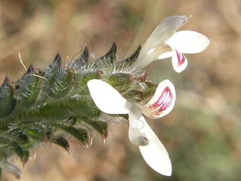 Tetramerium nervosum Nees resmi