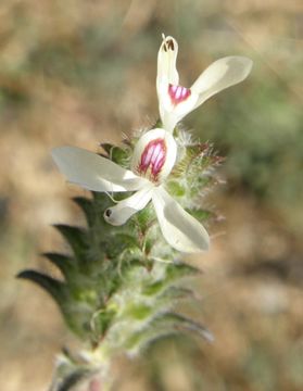 Tetramerium nervosum Nees resmi