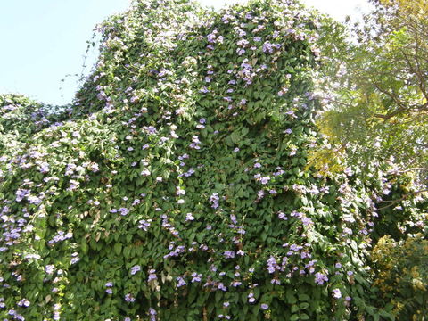 Image of laurel clockvine