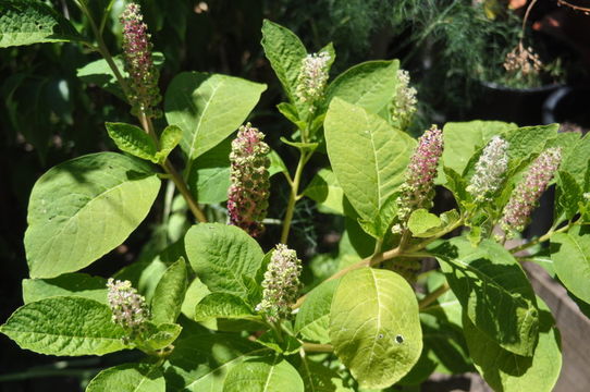 Image of Phytolacca acinosa Roxb.