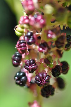 Image of Phytolacca acinosa Roxb.