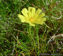 Image de Malacothrix glabrata (D. C. Eat. ex Gray) A. Gray