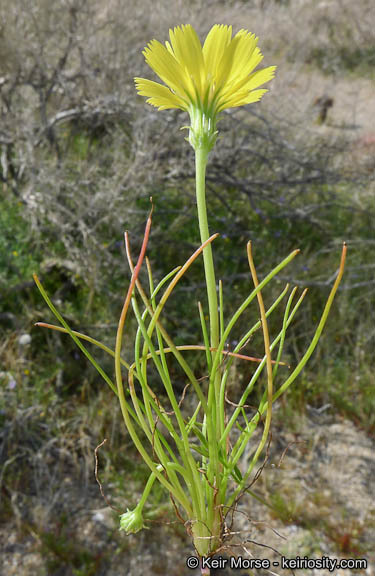 Image de Malacothrix glabrata (D. C. Eat. ex Gray) A. Gray