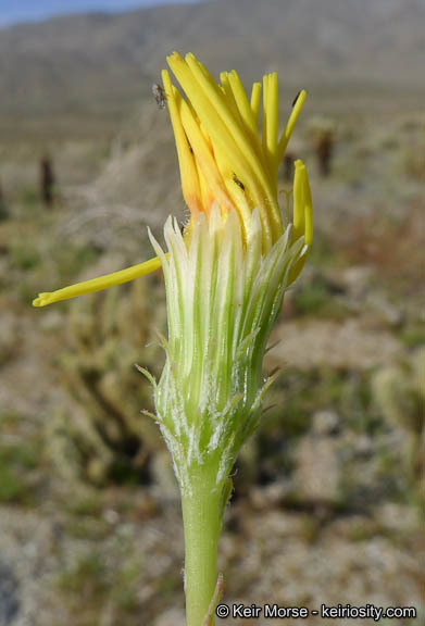 Image de Malacothrix glabrata (D. C. Eat. ex Gray) A. Gray