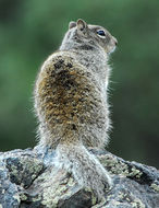 Otospermophilus variegatus (Erxleben 1777) resmi