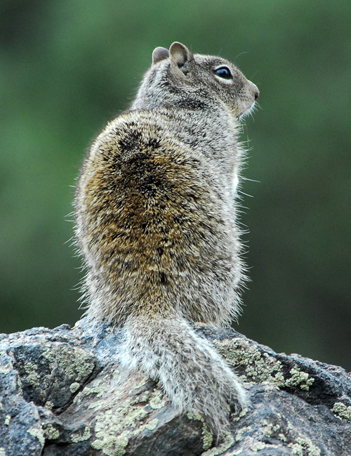 Image of rock squirrel