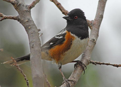Image of Spotted Towhee