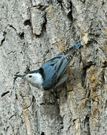 Image of White-breasted Nuthatch