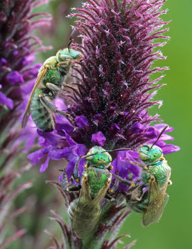 Image of Metallic Green Bees