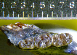 Image of <i>Peromyscus antiquus</i>